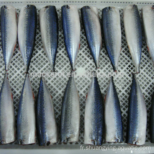 Meilleures marques Frozen Fish Mackerel Hgt pour conserve